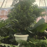 باغبانی و گیاهپزشکی گل های اپارتمانی