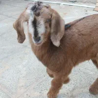 دو  عدد بزغاله شیری