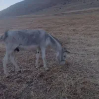 الاغ .خر