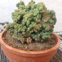 گل و گلدان کاکتوس صخره ای مینیاتوری ریز