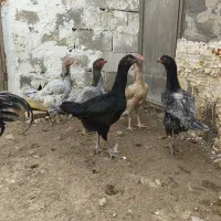 تخم مرغ لاری طوسی و سفید