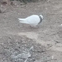 طوقی فروشی|پرنده|شاهرود, |دیوار