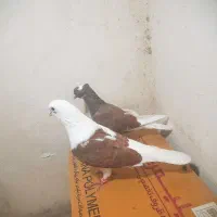 یک جفت نر و ماده پرشی