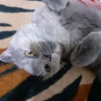 گربه اشرافی