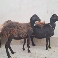 شیشک فروشی
