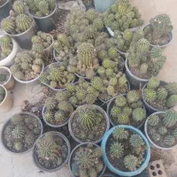 گل وگیاه|گل و گیاه طبیعی|مسجد سلیمان, |دیوار