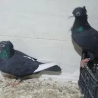 اسباب بازی الکی|حیوانات|تربت‌حیدریه, کوی شهید احمدزاده ملکی|دیوار