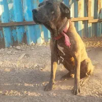 کنکورسو نر و ماده ۱۰ ماهه