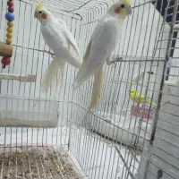 عروس هلندی
