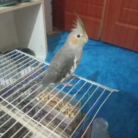 عروس هلندی
