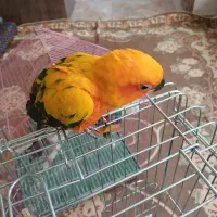 طوطی خورشیدی رنگ خاص|پرنده|یزد, |دیوار