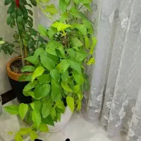 تعداد گل آپارتمانی با گلدان سرامیکی|گل و گیاه طبیعی|شاهین‌شهر, شهرک ردانی پور|دیوار