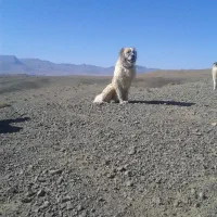 سگ قدرجونی اصیل نر و ماده