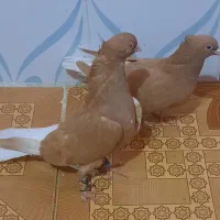 نروماده اشعل زرد ویه ماده قهوی دم سفید