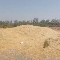 کاه گندم