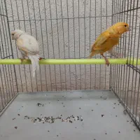 دوعدد قناری ماده وجوج سهره
