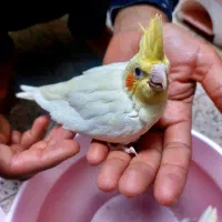 جوجه عروس هلندی