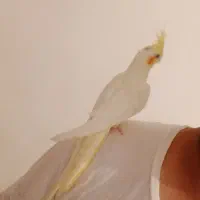 عروس هلندی نر رام