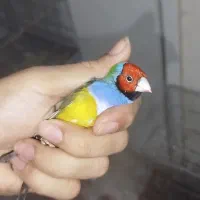 فنچ گلدین اورجینال|پرنده|پاکدشت, حصار امیر|دیوار