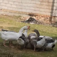 غازمحلی ارگانیک گوشتی ودرشت