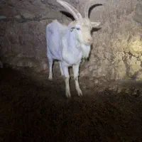 فروش نر بز  سانن