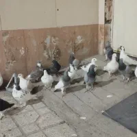 کفتر بوم|پرنده|نیشابور, شهید بهشتی|دیوار