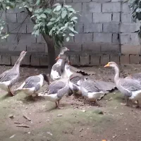 قو خاکستری و اردک خارجی|حیوانات مزرعه|ساری, |دیوار