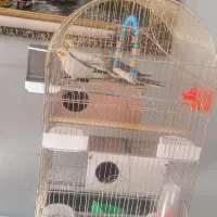 عروس هلندی|پرنده|قائن, |دیوار