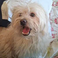 سگ شیتزو تریر|سگ|شیراز, شاهچراغ|دیوار