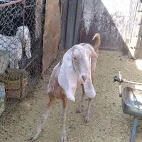 یک عدد بز سانن با کلر پاکستانی باکهره