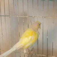 قناری ماده پس کوزه ای آماده|پرنده|قم, بکایی|دیوار