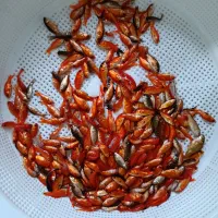 ماهی قرمز  سفره هفت سین|ماهی|بیرجند, |دیوار