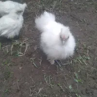 تخم ابریشمی موجوده|حیوانات مزرعه|کیاشهر, |دیوار