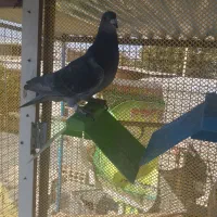 پلاکی نر مسافتی