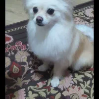 پامرین نرو ماده|سگ|الوند, |دیوار