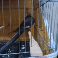 عروس هلندی سخنگو دستی|پرنده|پاکدشت, پاکدشت (مامازند)|دیوار