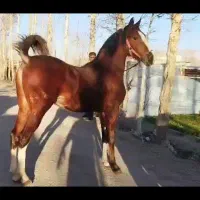 کره نریان از سهیل
