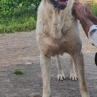 سگ نگهبان واگذار میگردد