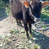 خریدارواقعی تماس بگیرد|حیوانات مزرعه|رامیان, |دیوار