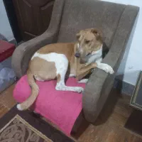 سگ نژاد میکس|سگ|ساری, |دیوار