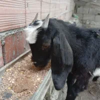 بز‌غاله|حیوانات مزرعه|بندر گز, |دیوار