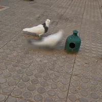 نر طوق قهوه ای