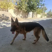 سگ‌ ژرمن ماده