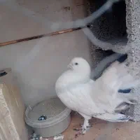 یک جفت کبوتر دم چتری|پرنده|خمینیشهر, |دیوار