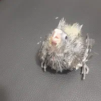 جوجه عروس هلندی