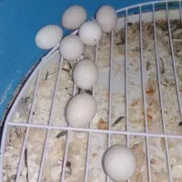 عروس هلندی ماده سرحال و تخم گذار|پرنده|اصفهان, فیض|دیوار