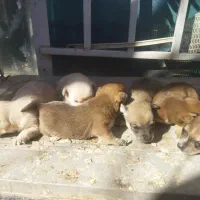 توله سگ پا کوتاه