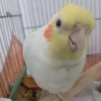 عروس هلندی نر