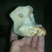 سنگ خیلی قدیمی وچند نوع فسیل قدیمی.