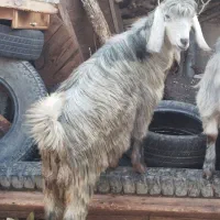 بز جوان|حیوانات مزرعه|چوار, |دیوار